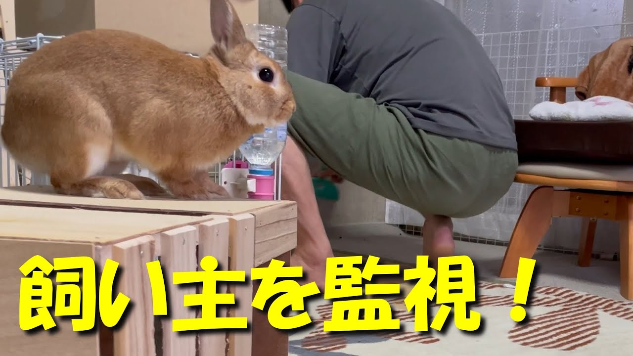 うさぎが掃除する飼い主を監視！そして、手抜き発覚で激怒！　(No.414)