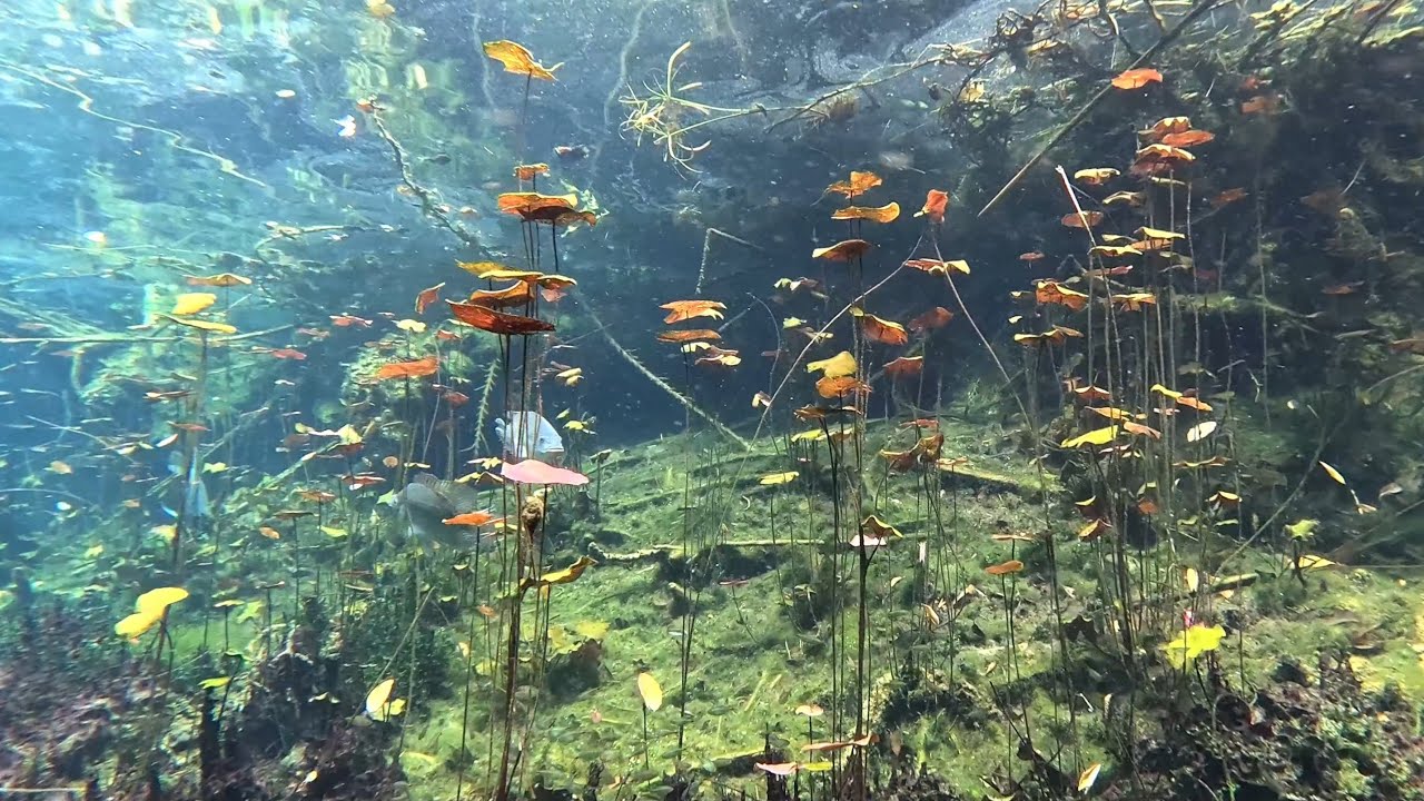 Aktun Ha / CarWash Cenote - 4K Scuba Diving Mexico 2025