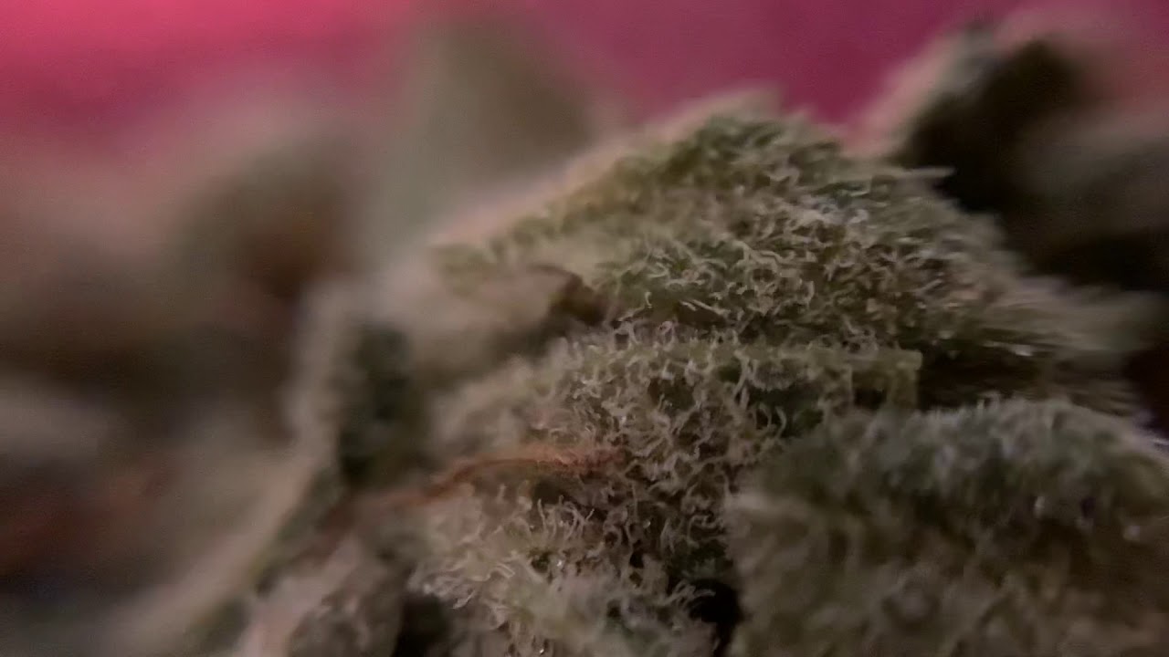 Pure sun farms indica purchased June 26