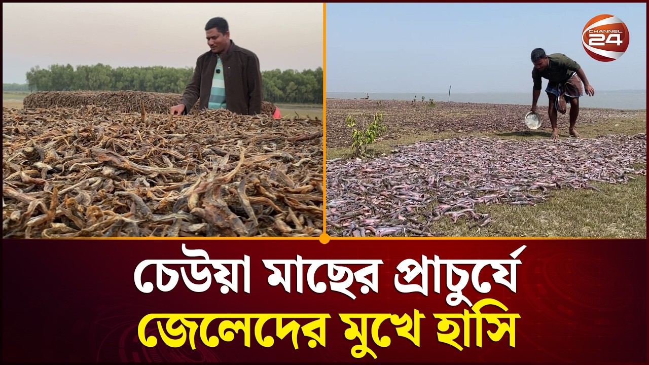 চেউয়া মাছের প্রাচুর্যে জেলেদের মুখে হাসি, নানা সংকটে মিলছে না ন্যায্যমূল্য| Noakhali News|Channel 24