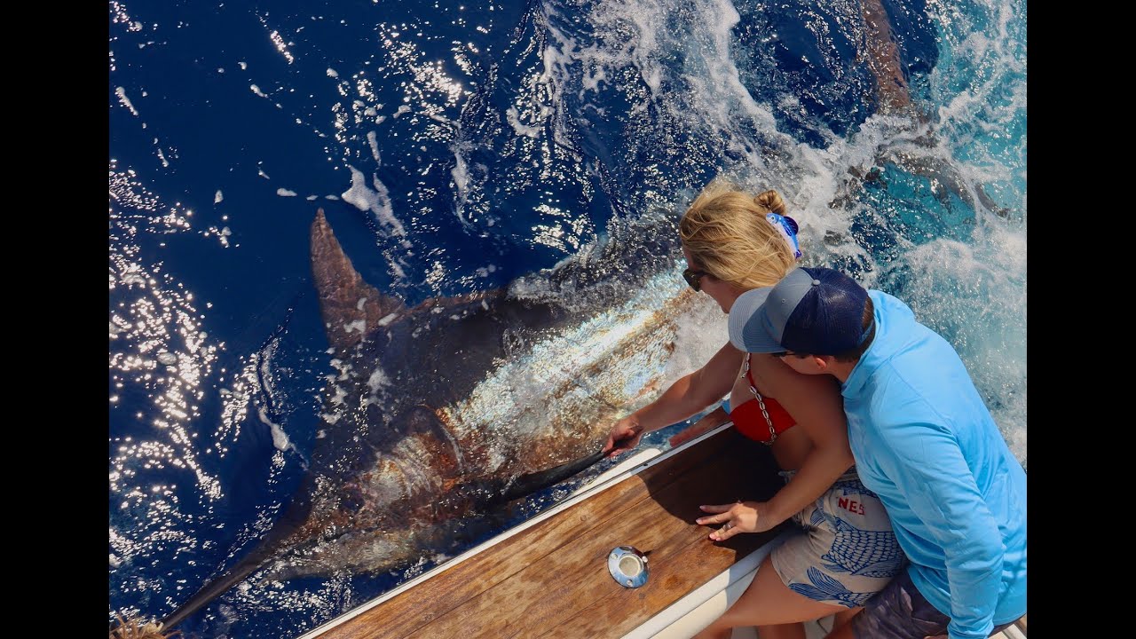 Giant Blue Marlin in the Azores