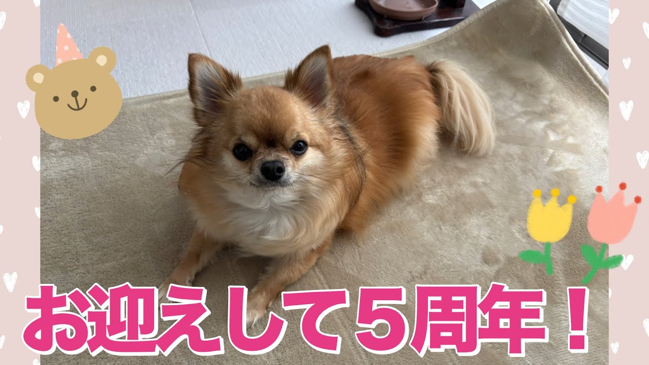 うちの子記念日！一緒に過ごして5年が経ちました【５歳のチワワの女の子】