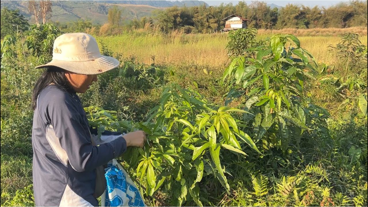 ผลตอบรับส้มผักกลุ่มดีเกินคาด สามีไม่มาด้วยเลยมาเก็บคนเดียวเพื่อจะเอาไปขายอีก