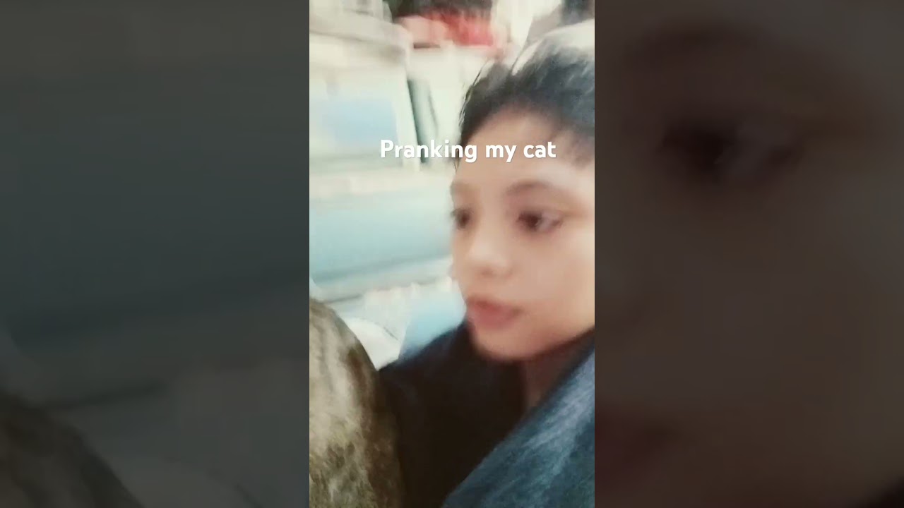 Pranking my cat