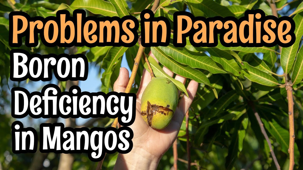Problems in Paradise- Boron Deficiency in Mangos