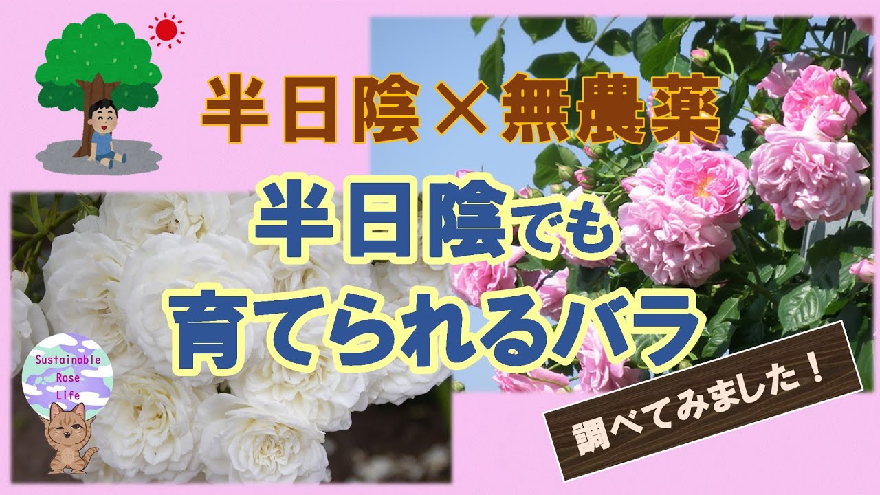 【半日陰×無農薬】半日陰でも育てられるバラ、(2日がかりで)調べてみました！