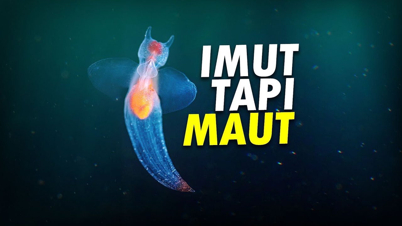 Bidadari Imut di Tengah Laut #AlamSemenit