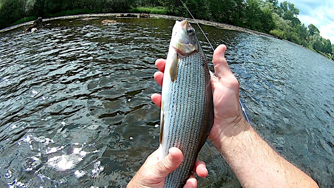 pêche à la mouche sèche et à la nymphe sur la Dordogne