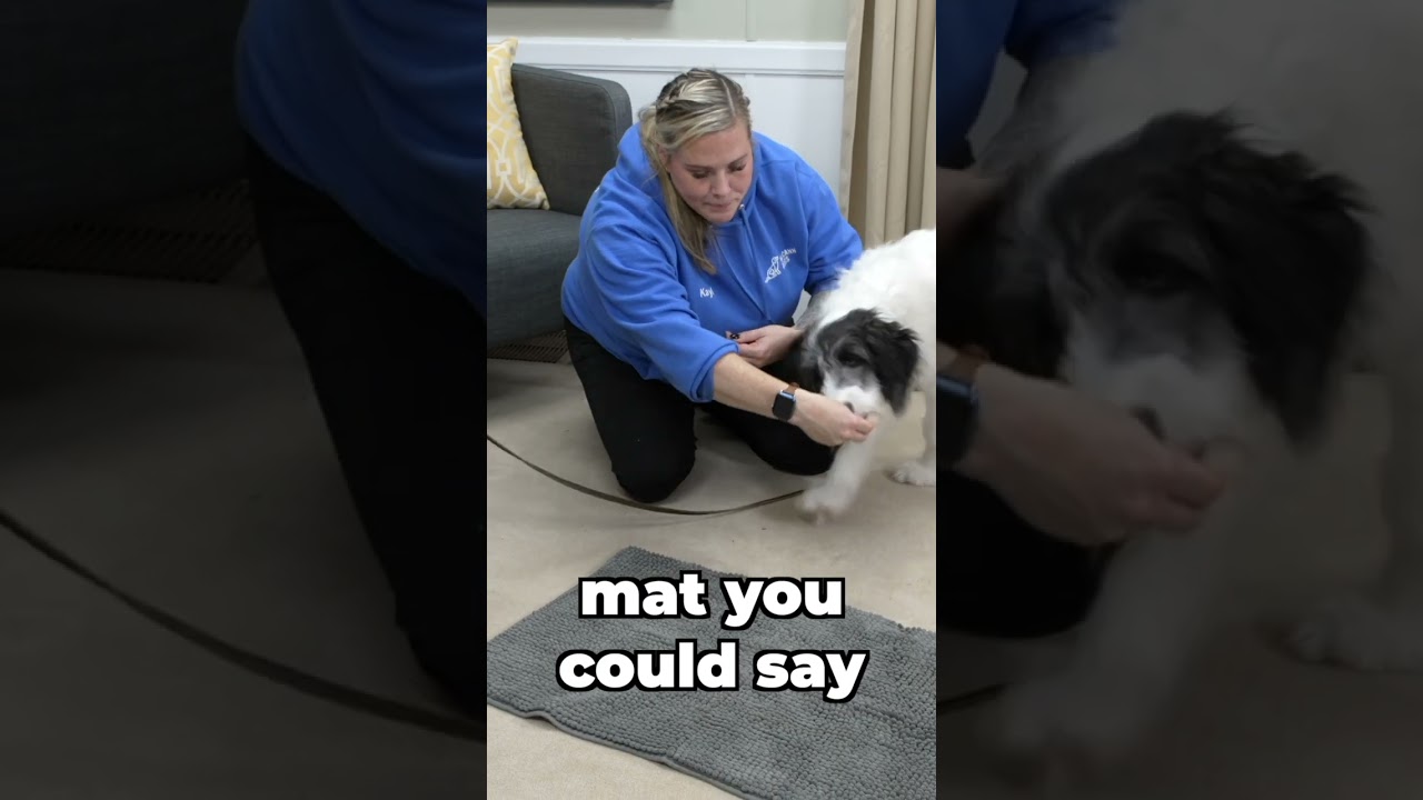 Teach Your Dog To 