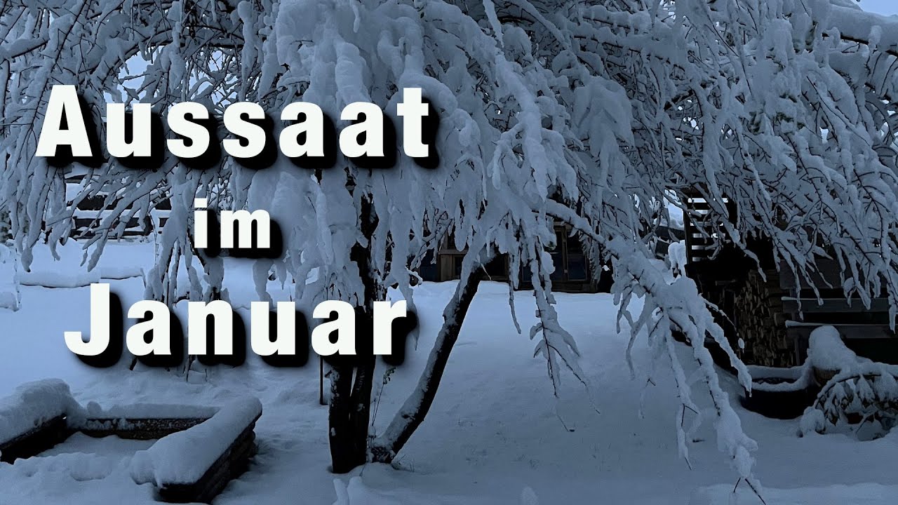 Meine 5 Aussaaten im Januar 2024