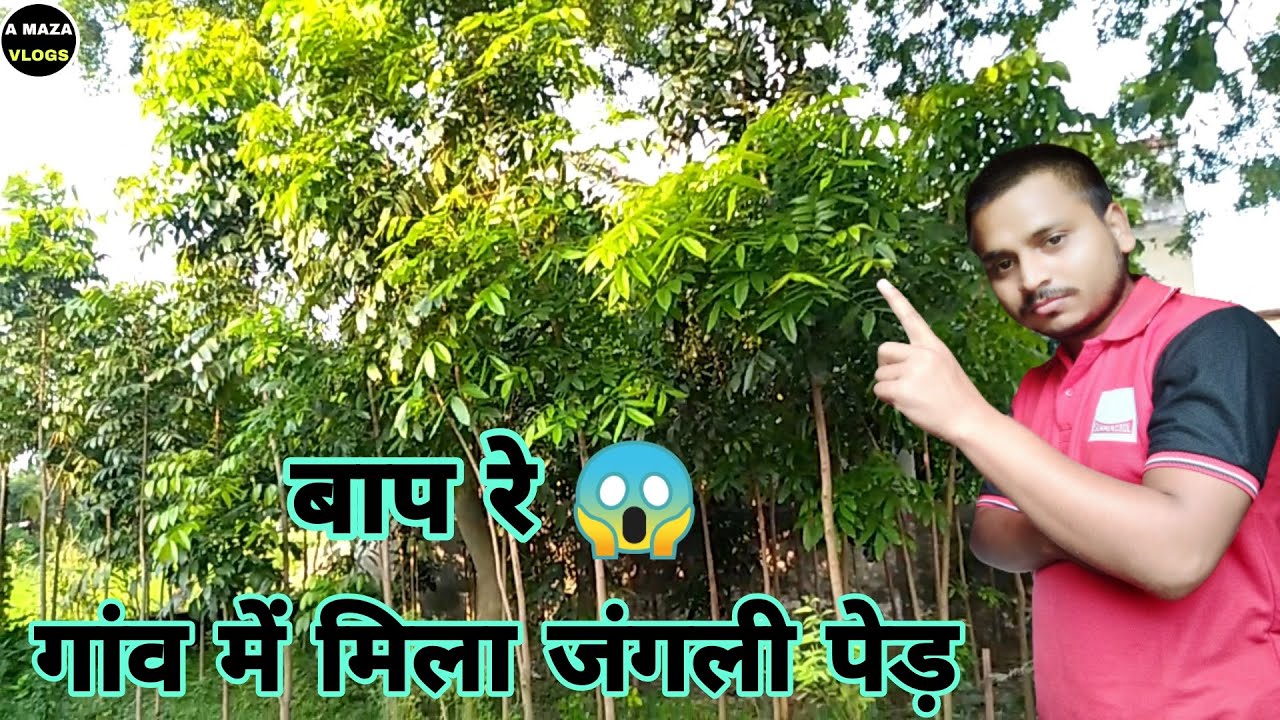 vlog | vlogs | wild tree found in village  गांव में मिला जंगली पेड़ | wild tree | 🌲