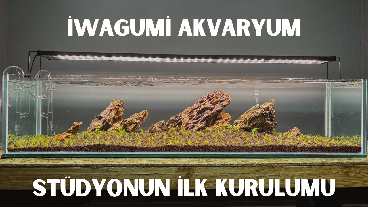 iwagumi tarzında akvaryum kurulumu bölüm 1