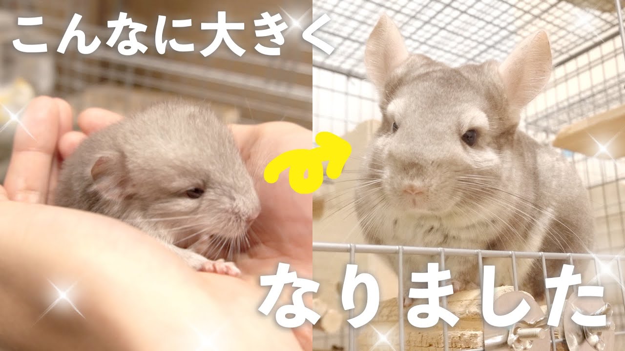 【感動】チンチラが産まれてから１歳までの成長の軌跡　まとめ【誕生日記念】チンチラ Chinchilla