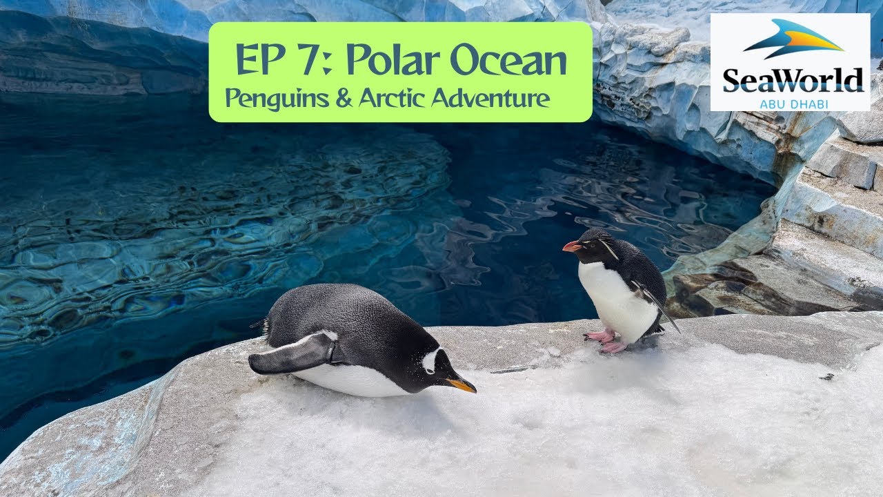 Polar Ocean SeaWorld Abu Dhabi ❄️🐧 | Penguins & Arctic Adventure | EP 7
