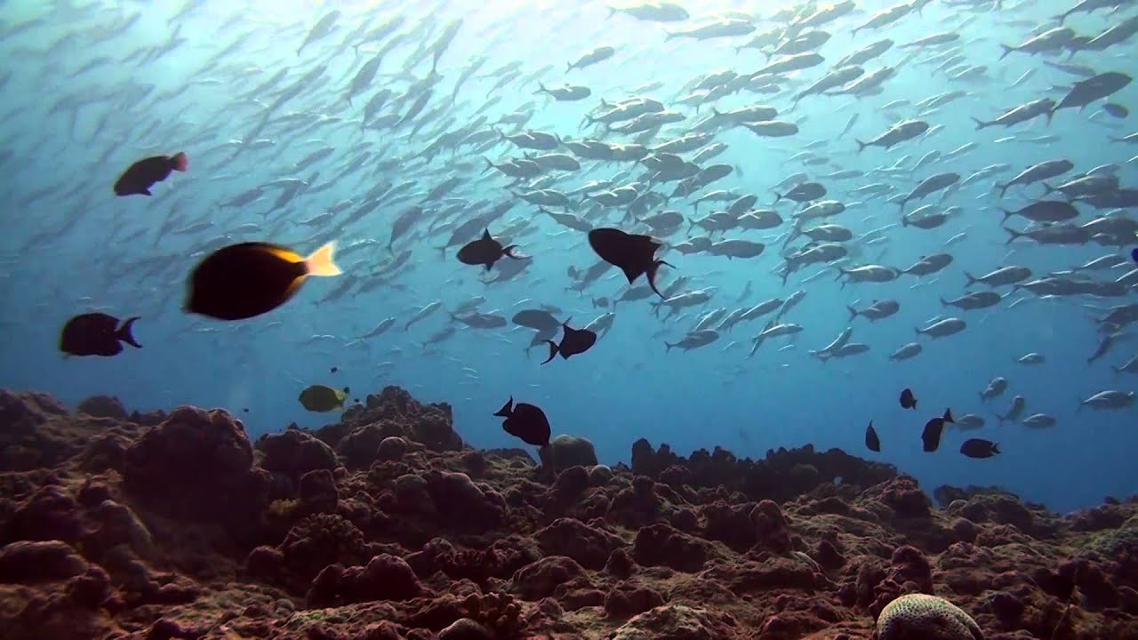 Scuba Diving Palau - Extras
