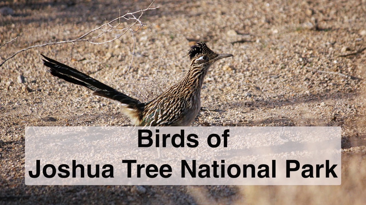 Birds of Joshua Tree National Park