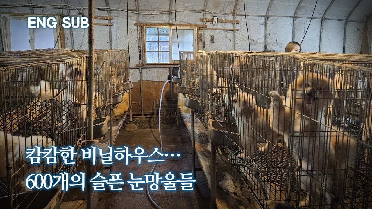 [EN] 불법 건축물 안에서 마주친 600개의 슬픈 눈망울들 | 프레소 EP.1(600 Sad Eyes Encountered Inside Illegal Buildings)