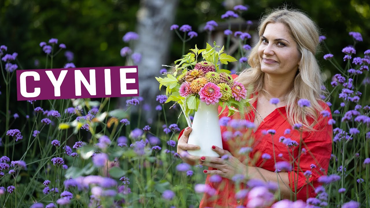 Cynie - genialne kwiaty jednoroczne - uprawa, w wazonie.