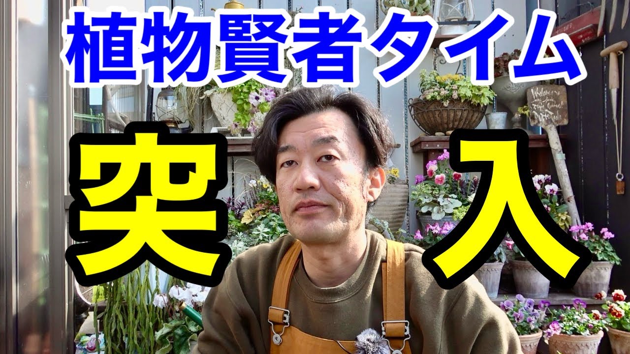 【自宅どうなってもいいや】もう怖いものが無くなってしまった。。。　【園芸超人カーメン君】