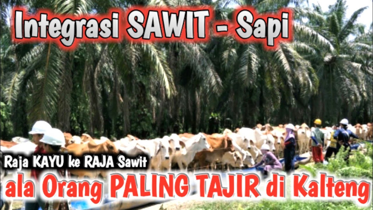 Integrasi Sawit SAPI ala Orang Paling TAJIR di Kalteng