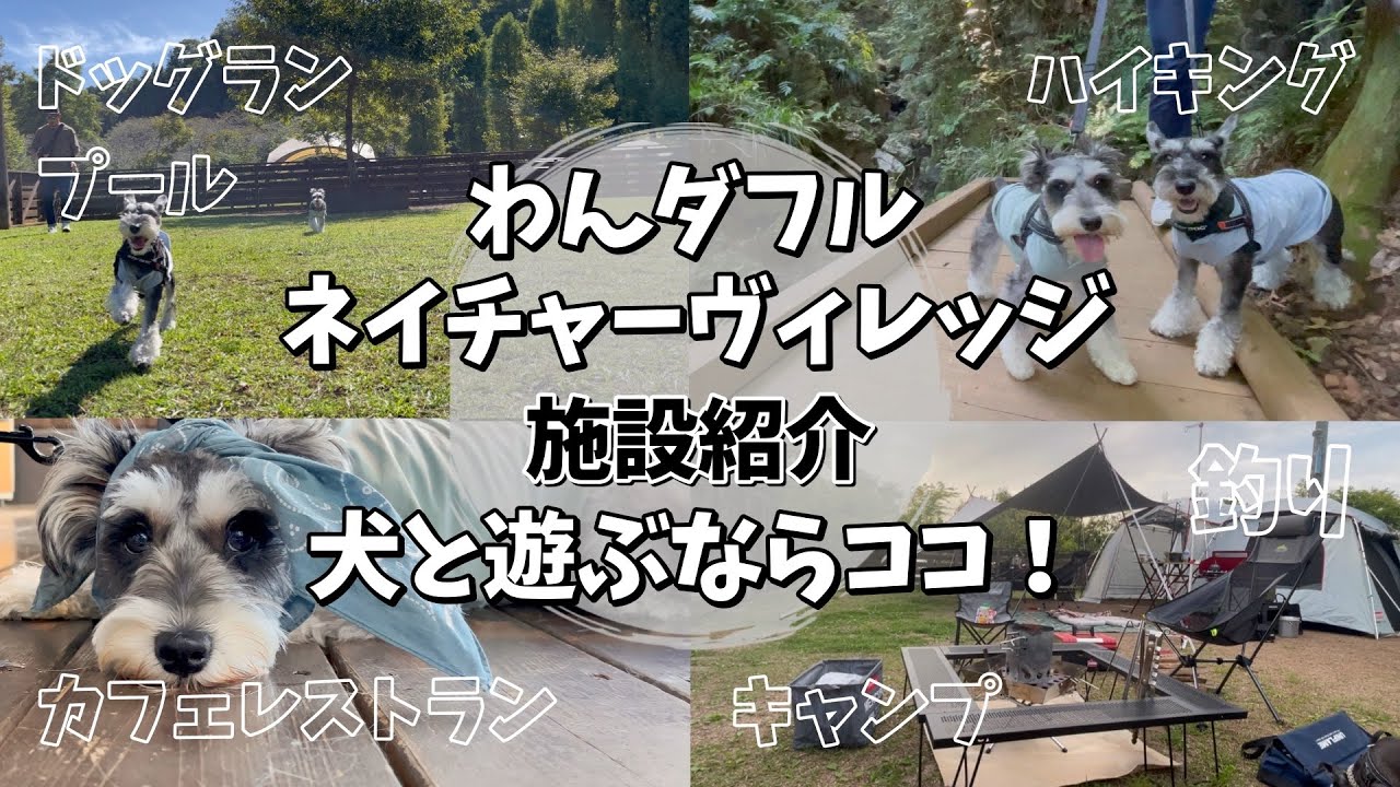 【わんダフルネイチャーヴィレッジ】完全攻略！ミニチュアシュナウザーと行く！ドッグラン、ハイキング、人間も満足な絶品イタリアンまで