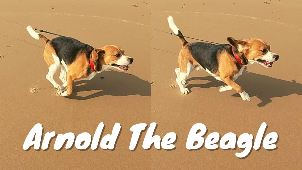 Fast Beagle #102 | Arnold The Beagle