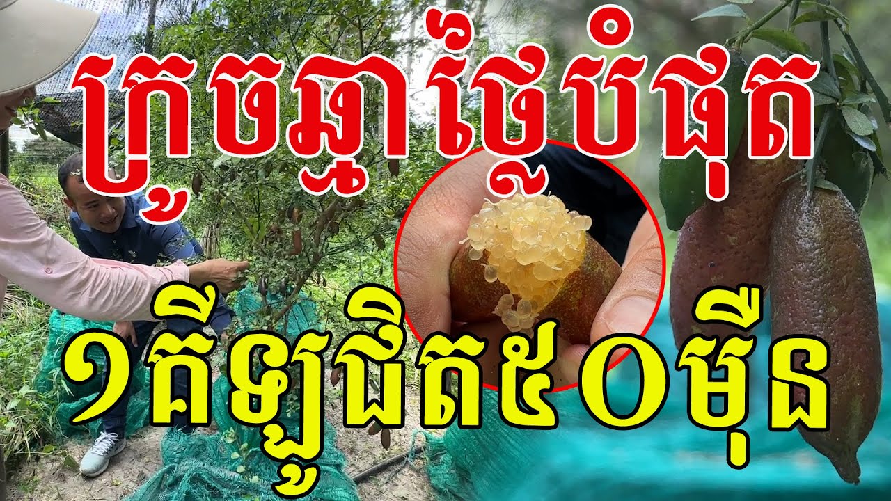 ក្រូចឆ្មាថ្លៃពិសេសលើលោក ១គីឡូជិត៥០ម៉ឺន ផ្លែស្អាតៗណាស់