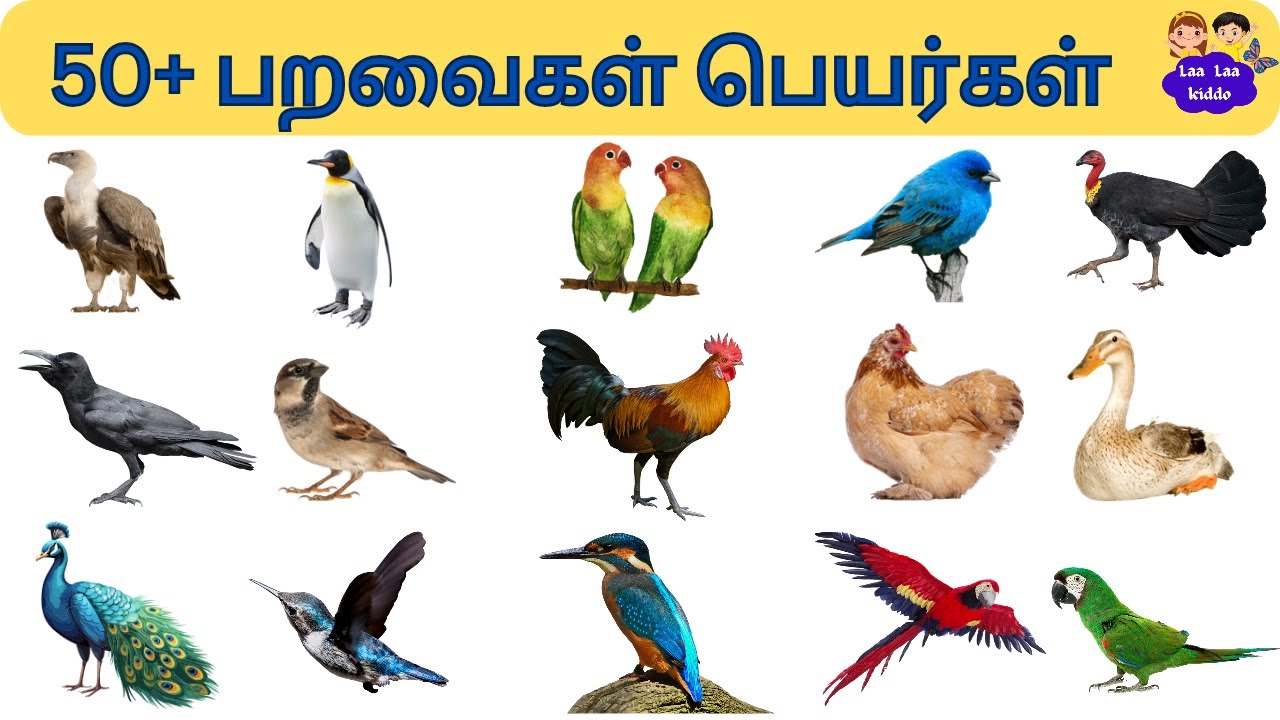 50+ பறவைகள் பெயர்கள்/Learn Birds Name for Kids and children in Tamil /Preschool Educational Videos