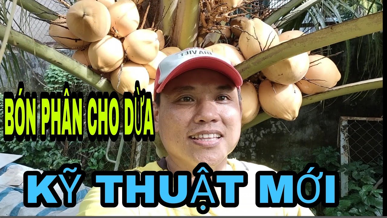#66 _Cách bón phân cho dừa, kỹ thuật mới, hiệu quả cao, cây đang ra trái