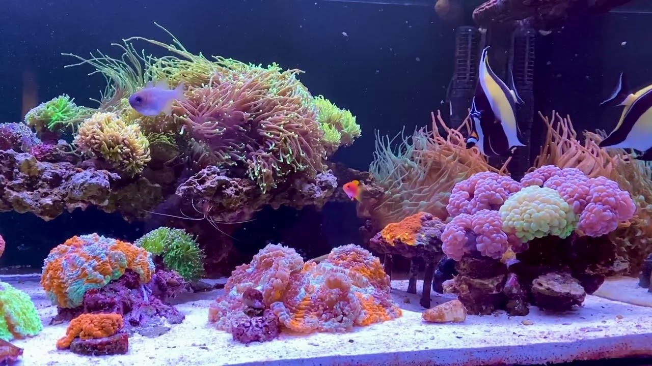 Marine Tank Slomo