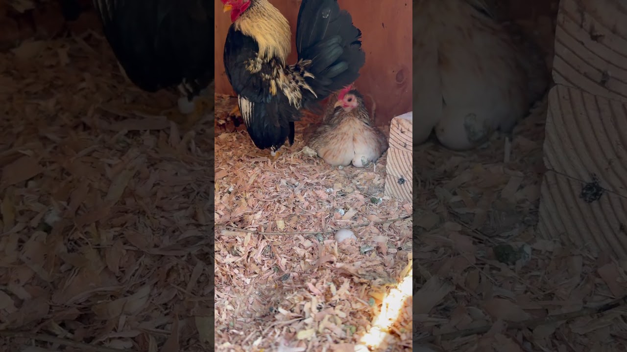 Broody hen. #serama #bantam #chickens #chicks #backyard #gallitos #pollitos