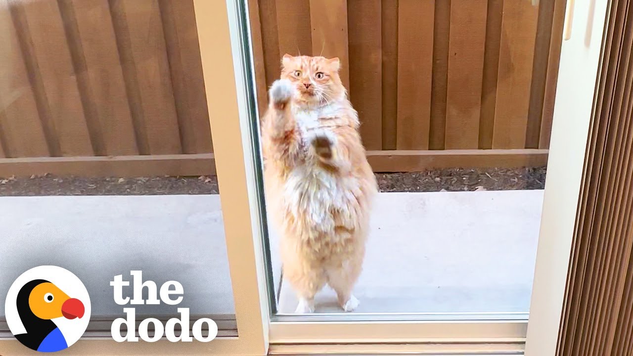 Neighbor's Cat Demands To Play With This Woman Every Day! | The Dodo