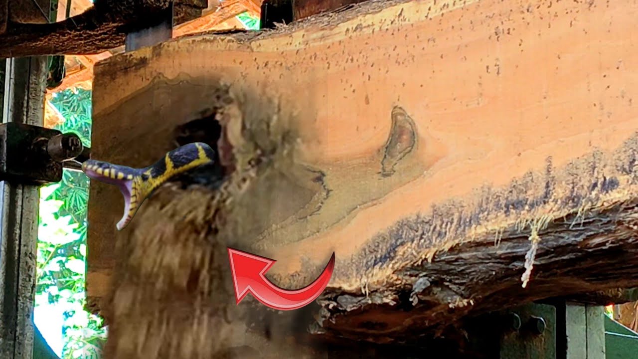 Unexpected Death Scream!! Brutal attack destroys everything while sawing hollow wood | sawmill
