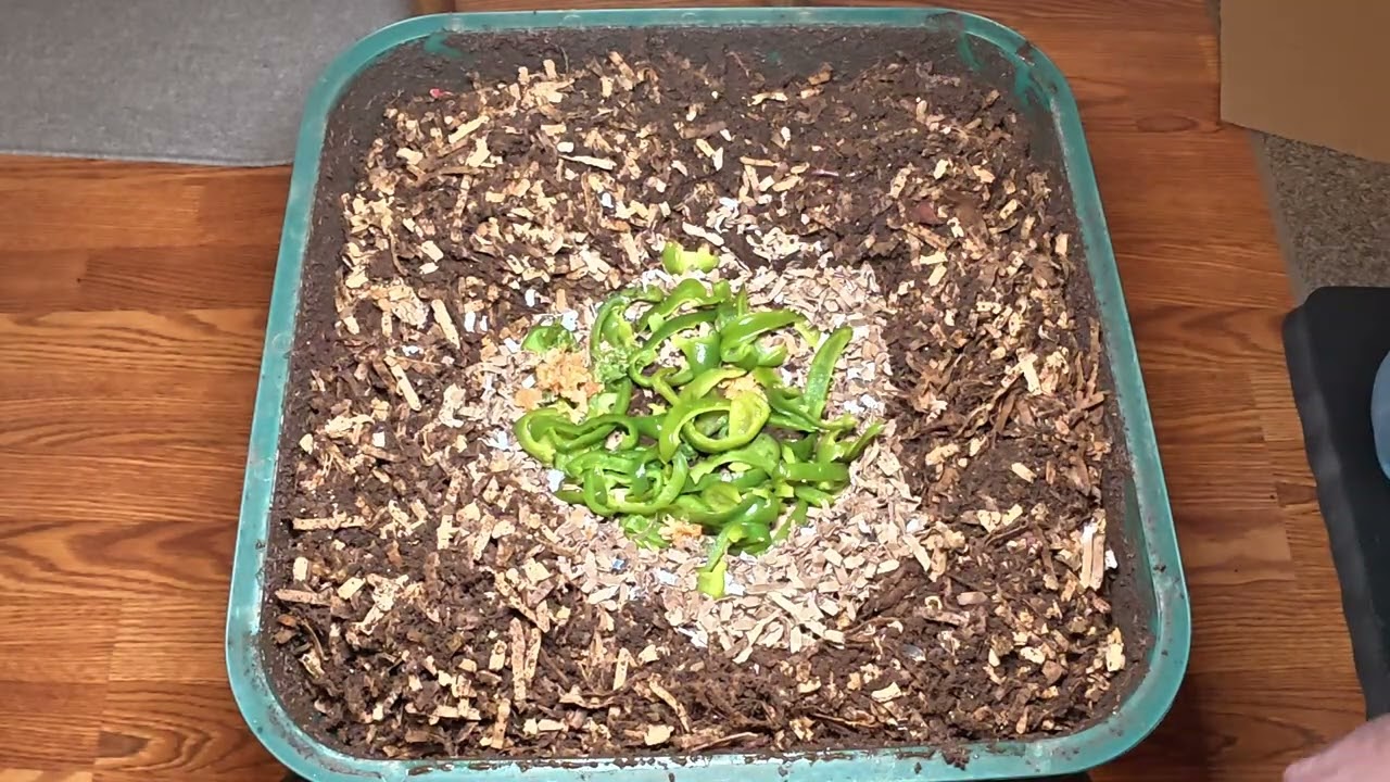Worm Wednesday Feeding Vermihut Feeding #wormswithrick #vermicomposting 