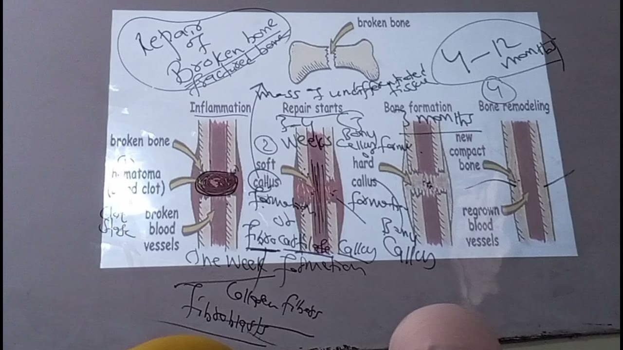 Chp2 bio lec7 class 12th sum academy larkana 