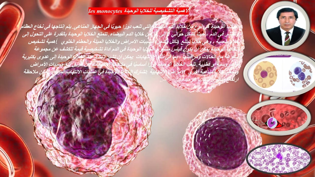 Les monocytes  الخلايا الوحيدة