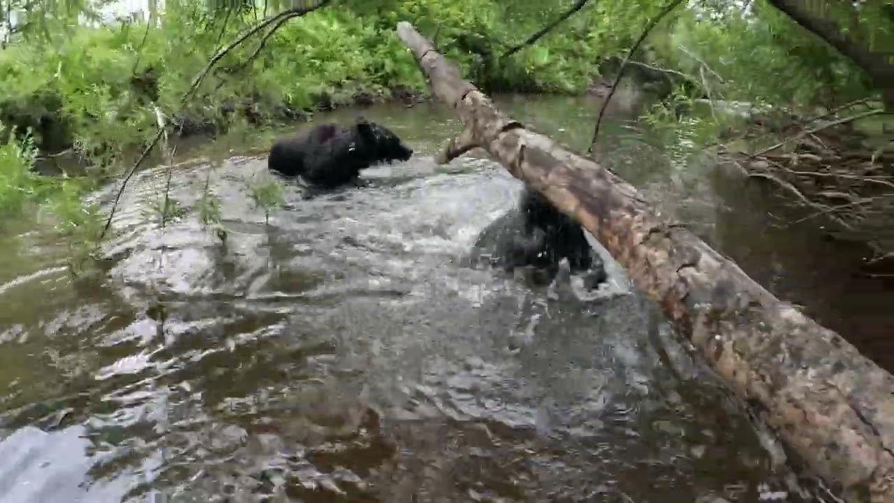 Спартанское воспитание медвежонка медведицей.