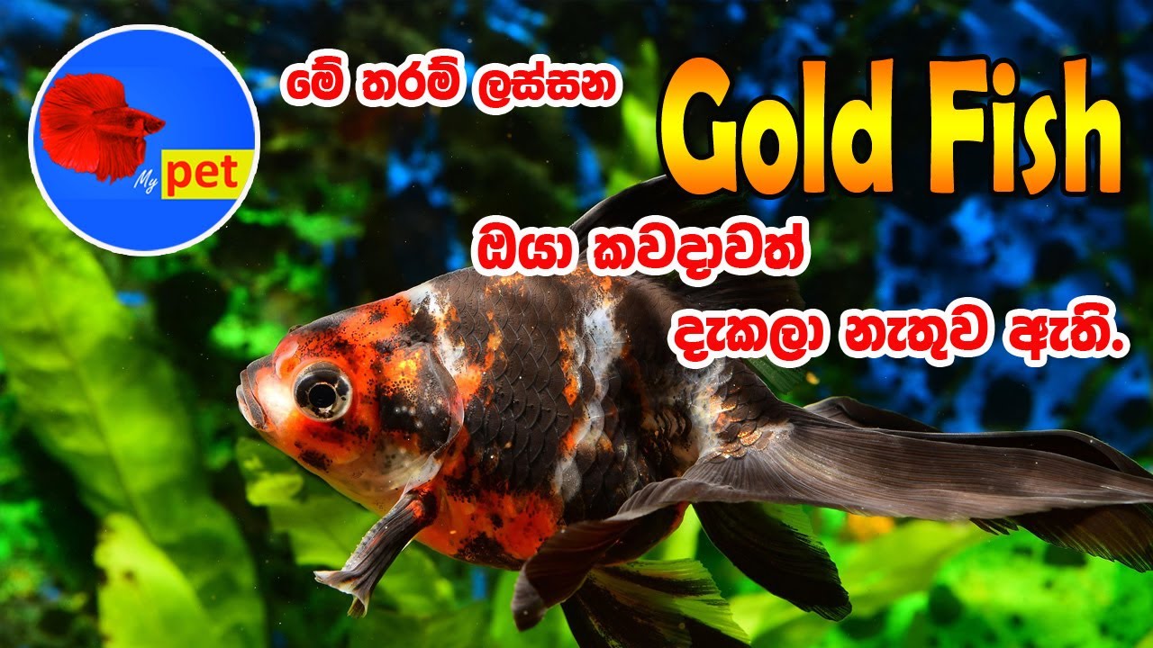 Calico Goldfish Sinhala| Gold fish Sri lanka| Gold fish Sinhala