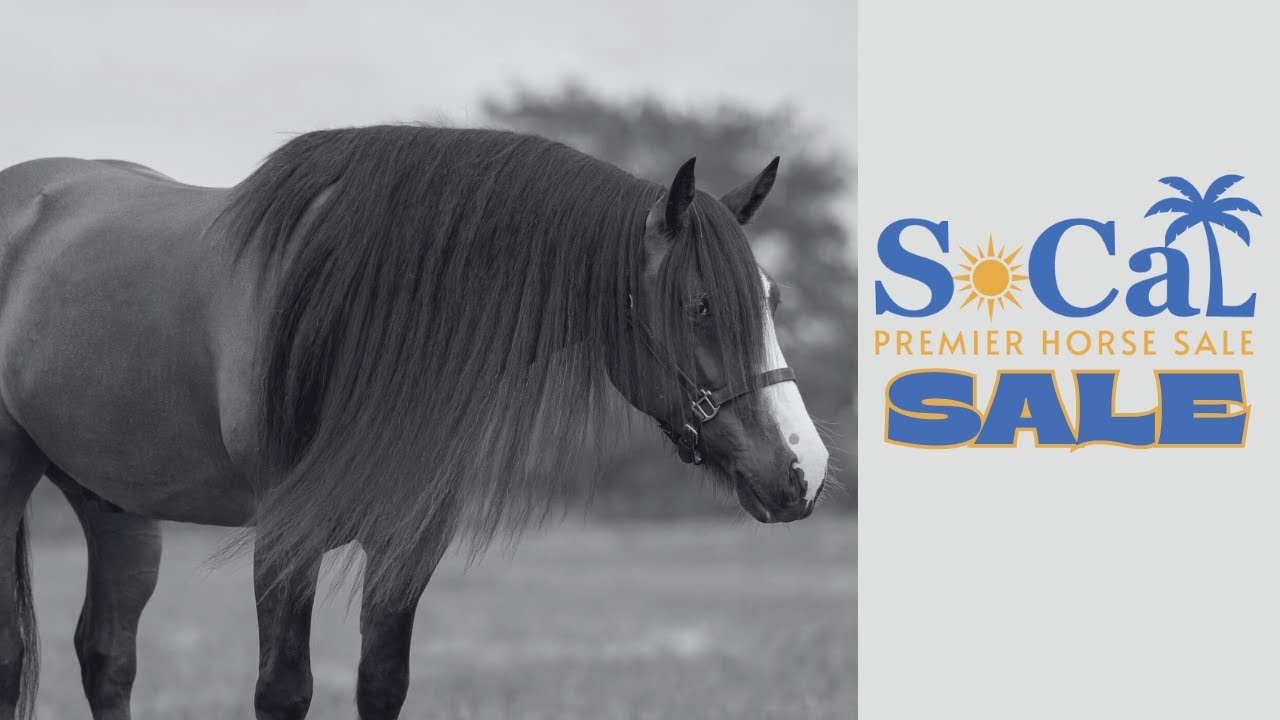 Sale LIVE @ the 2025 SoCal Premier Horse Sale