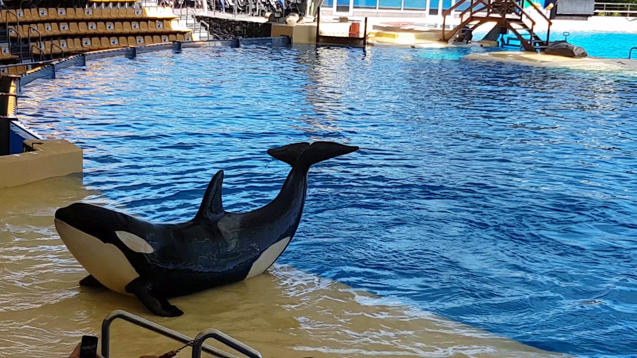 Loro Parque Orcas en Familiaa