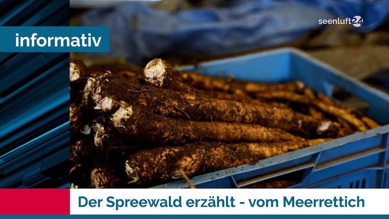 Der Spreewald erzählt: Ernte und Verarbeitung von Meerrettich