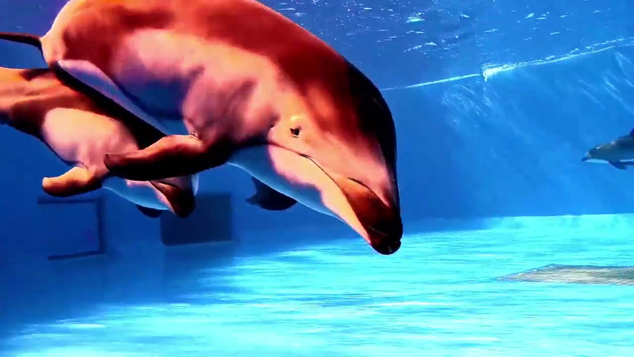 カマバッカ王国イルカの海下手側プール