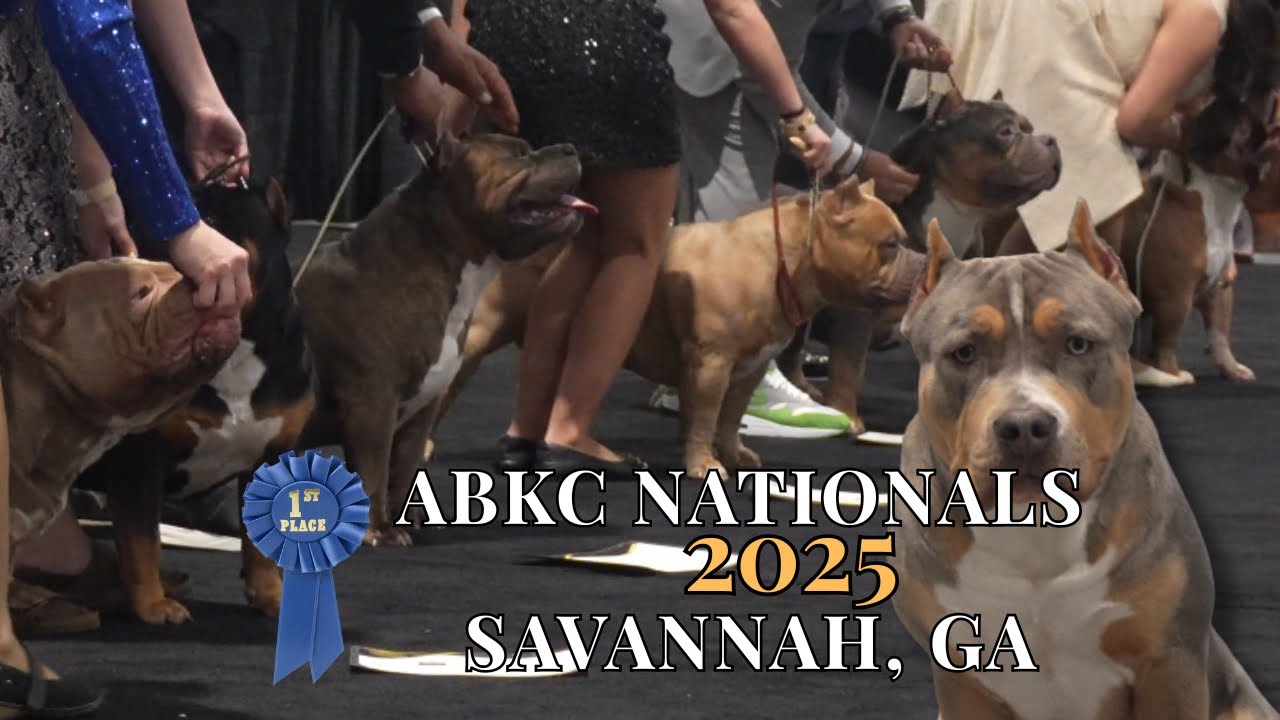 ABKC Nationals 2025 Savannah, GA | My Dog’s First ABKC Show + Amazing American Bullies XL 4K