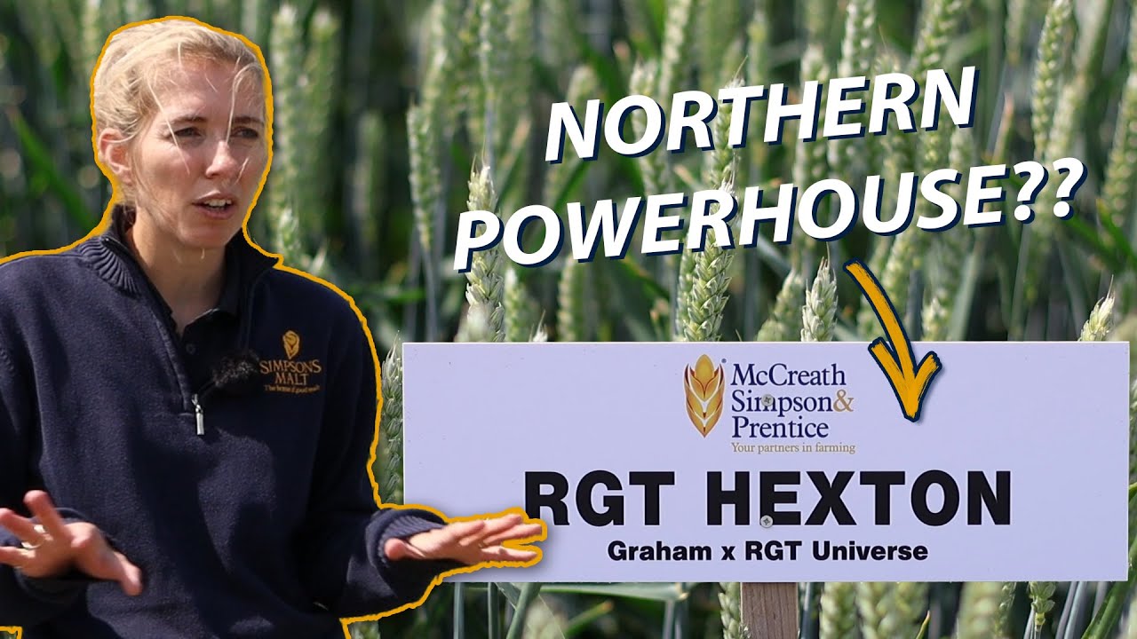 RGT Hexton Winter Wheat: The Next Northern Powerhouse??