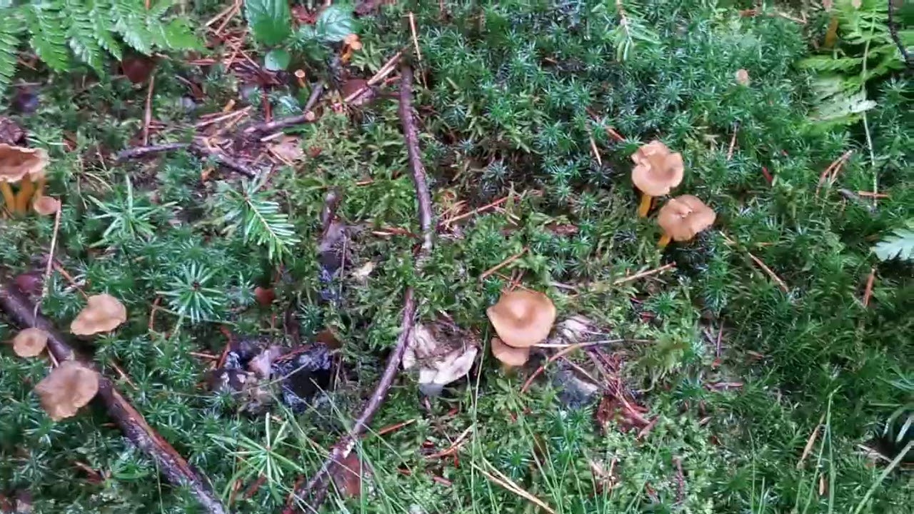 Pieprznik trąbkowy Cantharellus tubaeformis, jadalny grzyb, tzw. 