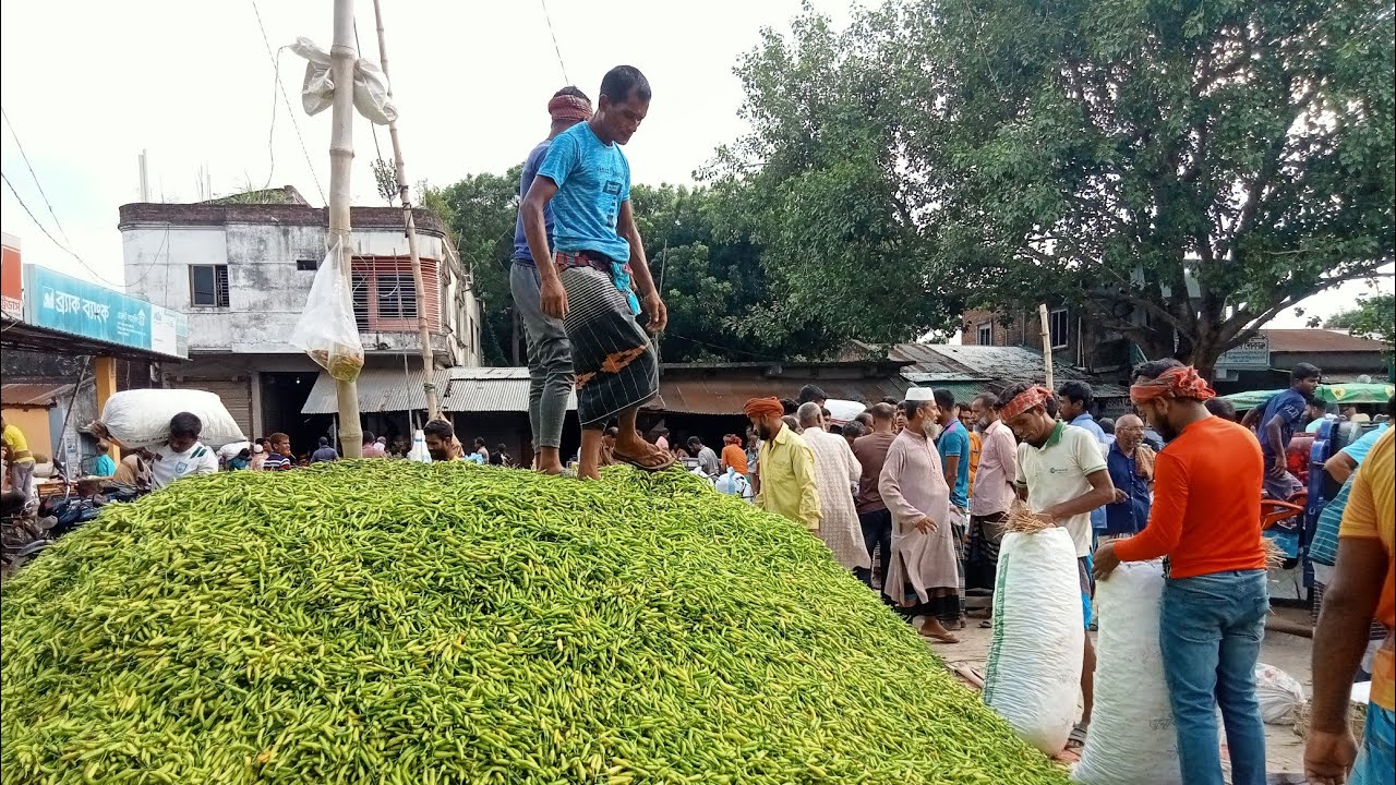 কাঁচা মরিচের বাজার এখন চলছে গরম গরম তিলক পুর ০৩/০৭/২৫ রোজ বৃহস্পতিবার #বাজারে #food #মরিচ