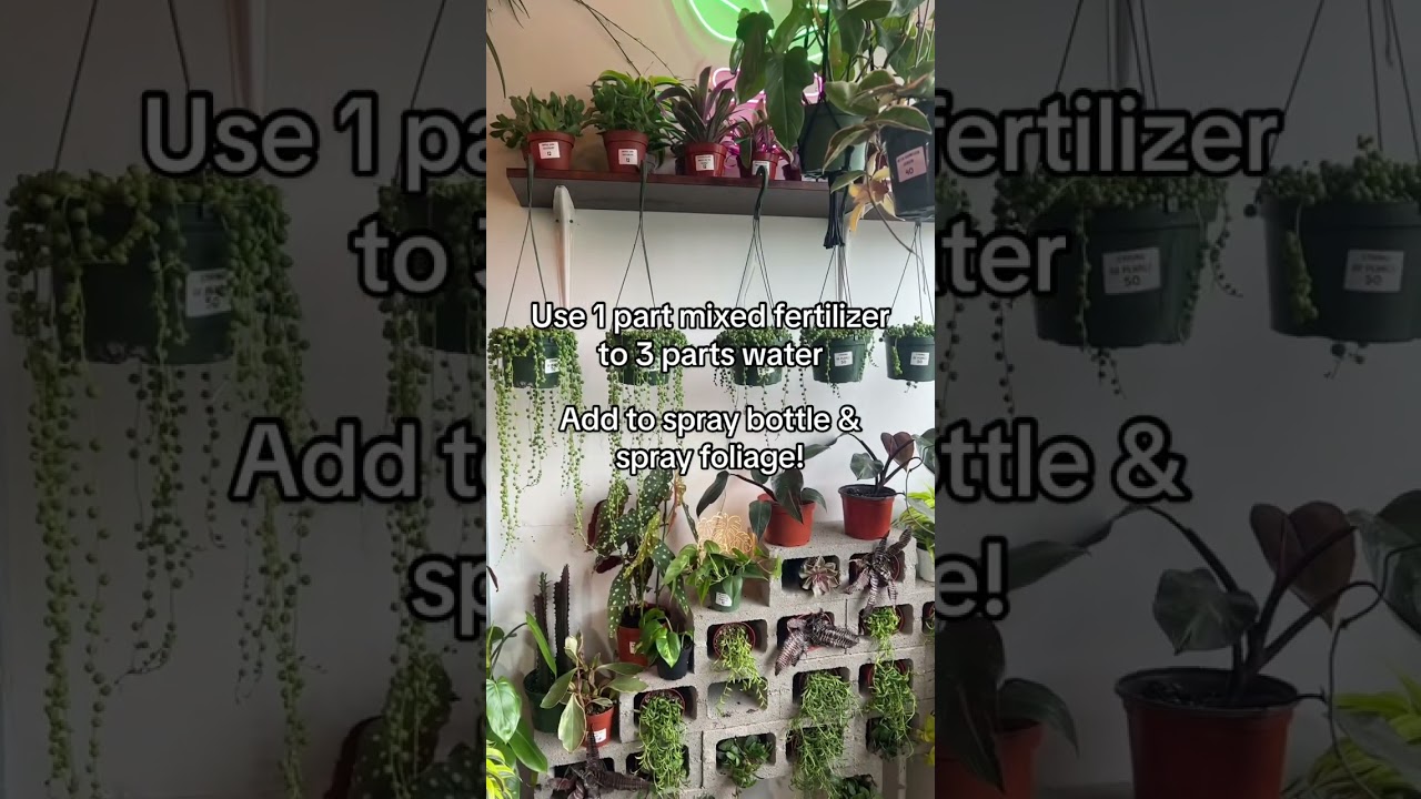 All about Foliar Feeding your plants!!! WHY, HOW & WHEN 🌿🪴🥰 Have you foliar fed your houseplants