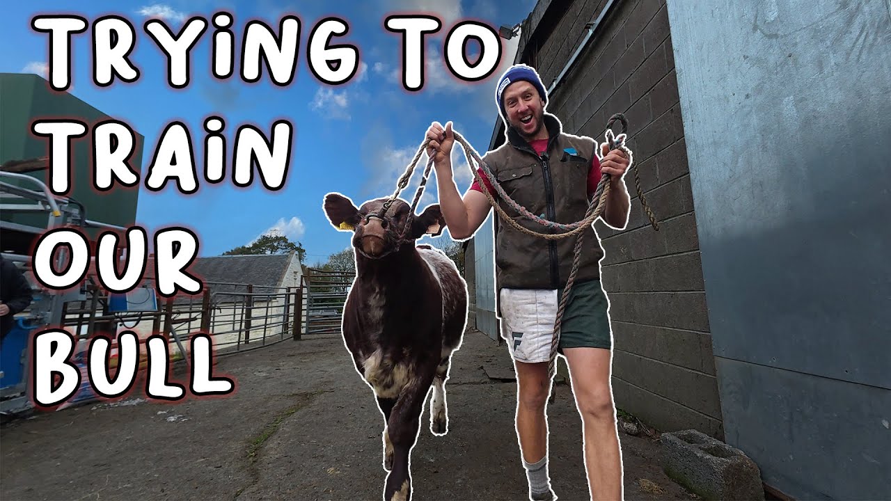 Will our BULL CALF be show ready?