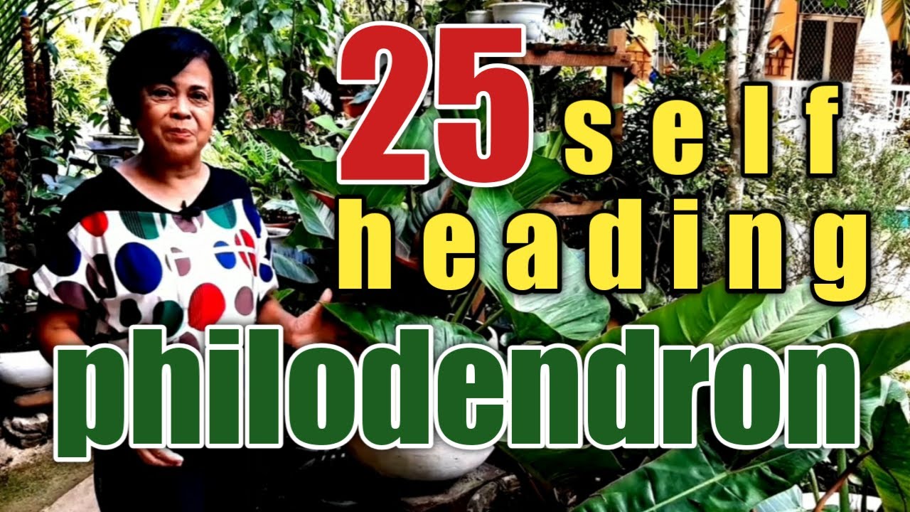 25 self heading philodendron in Mamays Garden.
