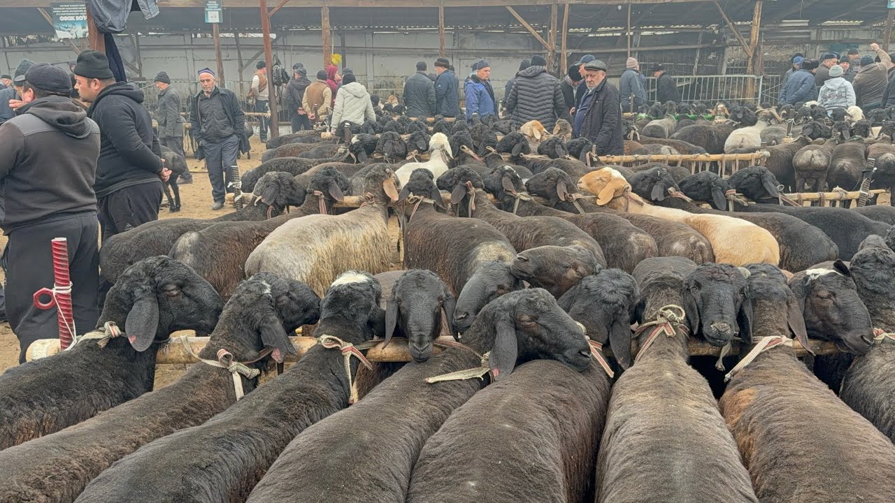 QUQON QUY BOZORI QUYLAR UTA SEROP AKALAR KELORASLAR 03 02 2025 SESHANBA 